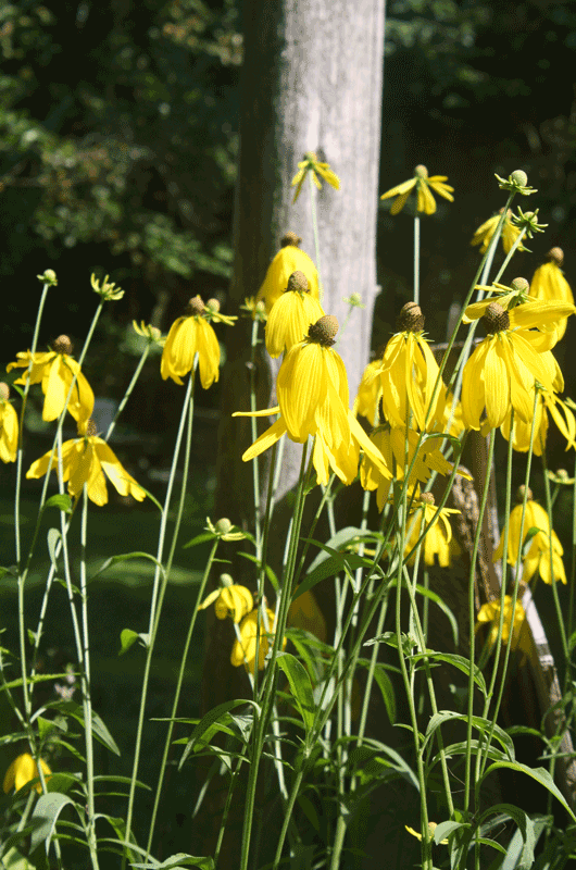 Gray-headed Coneflower (Ratibida pinnata)