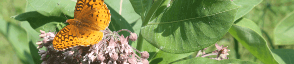 butterfly and perennial