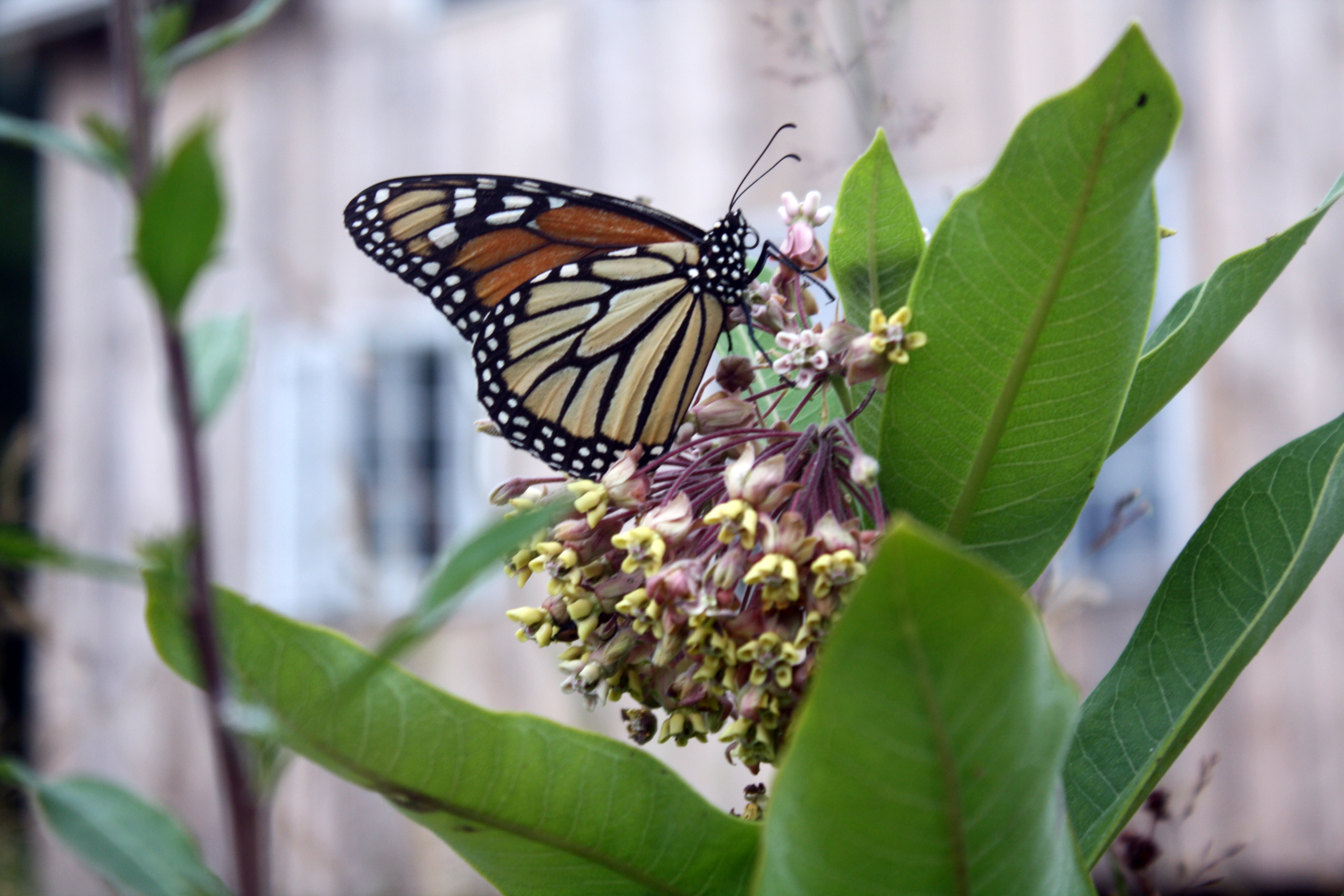 Common Milkweed (Asclepias syriaca)