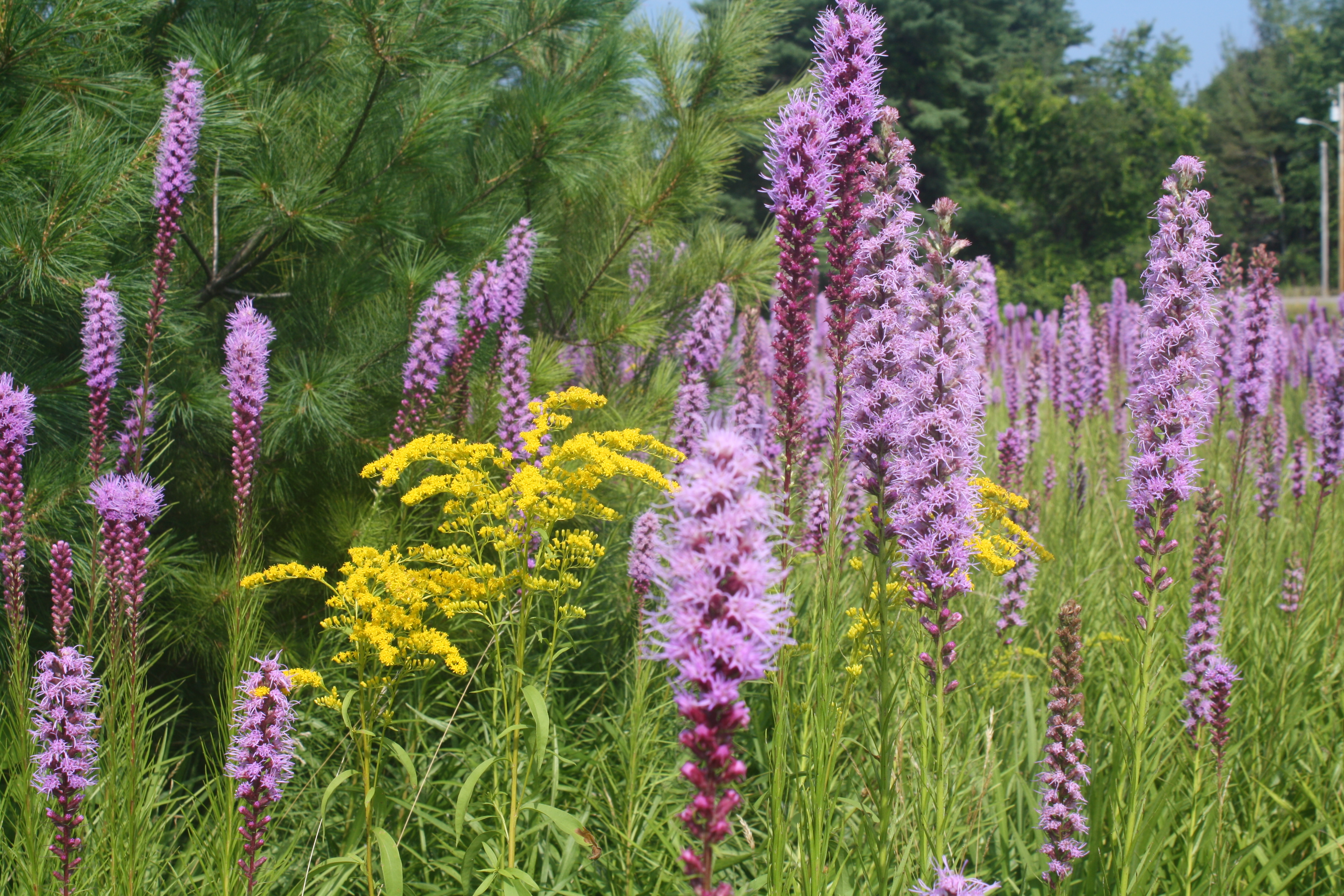 Northern Blazing Star (Liatris scariosa)