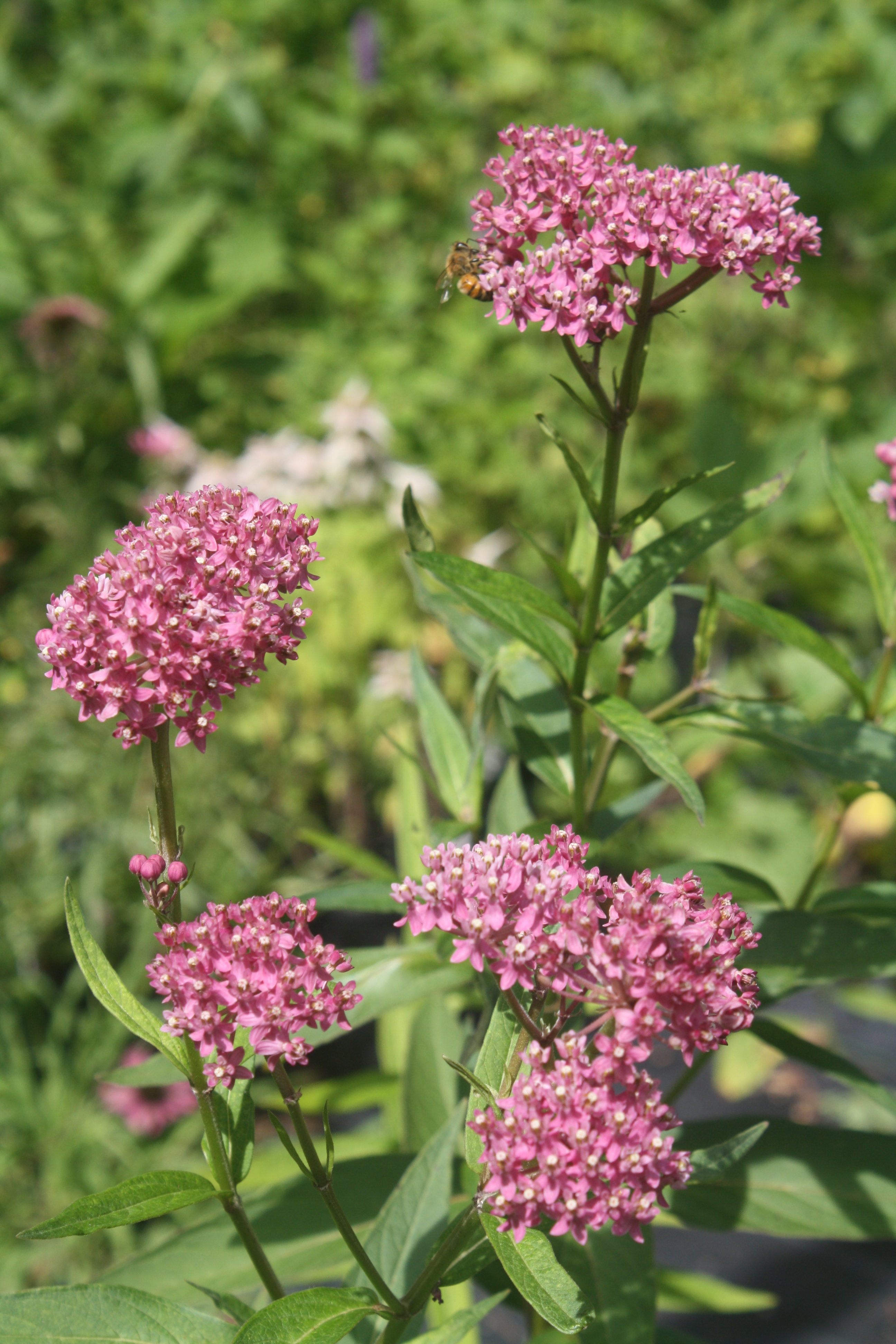 Swamp Milkweed (Asclepias incarnata)