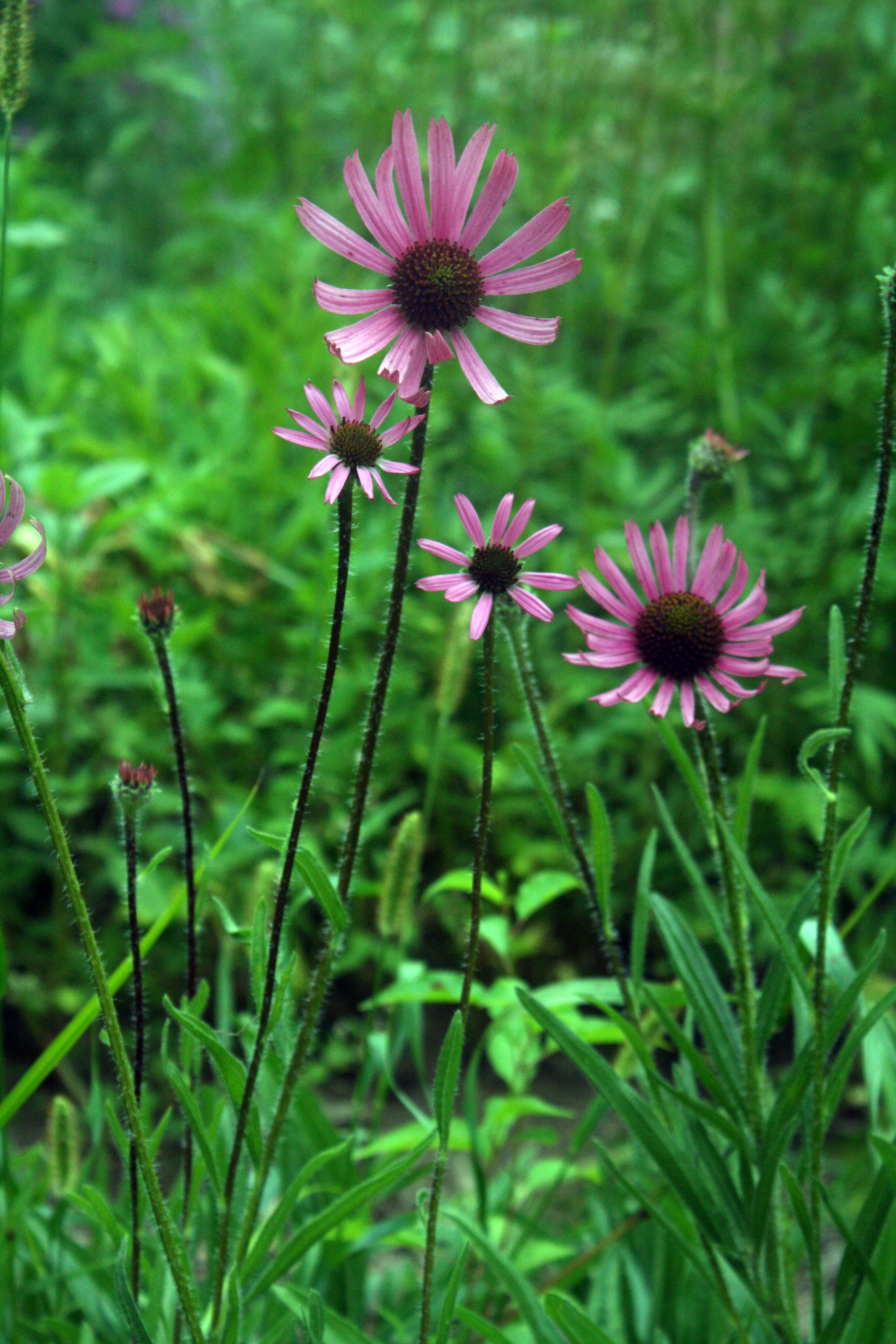Tennessee Coneflower (Echinacea tennesseensis)