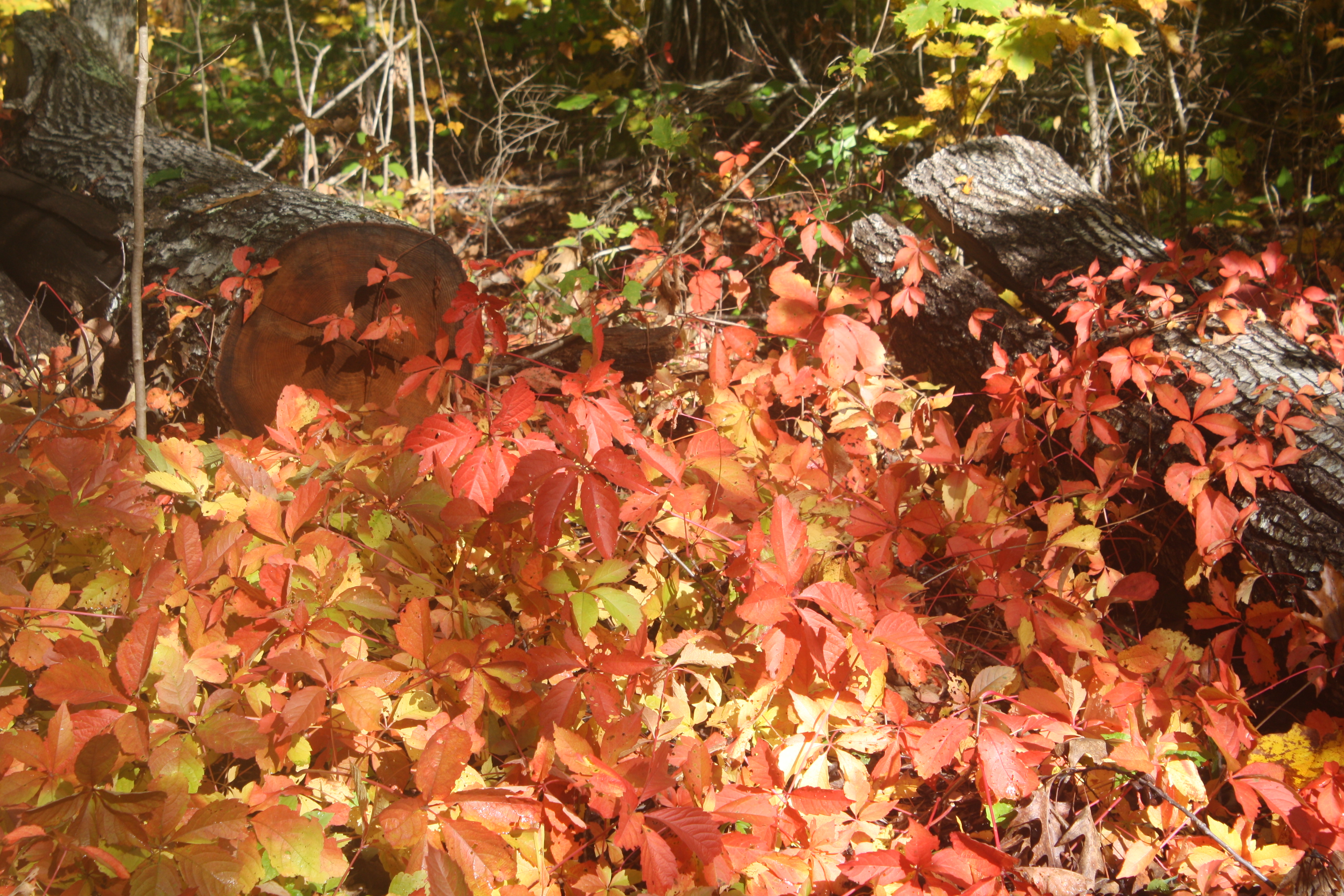 Virginia Creeper (Parthenocissus quinquefolia)